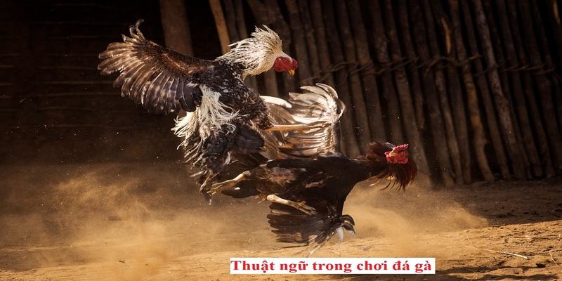 Tìm hiểu đôi nét về thông tin chi tiết về thuật ngữ trong chơi đá gà
